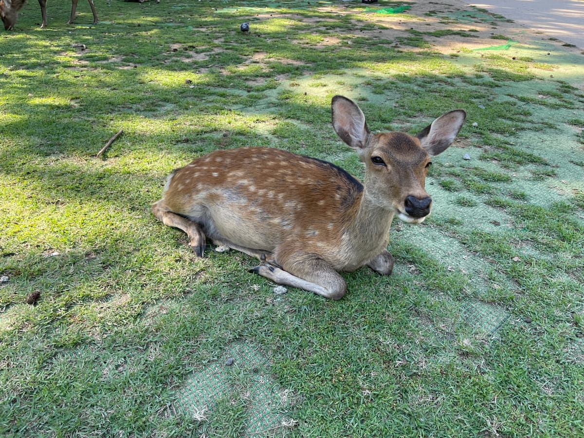 One Day Itinerary in Nara – Deers, Temples & Treats