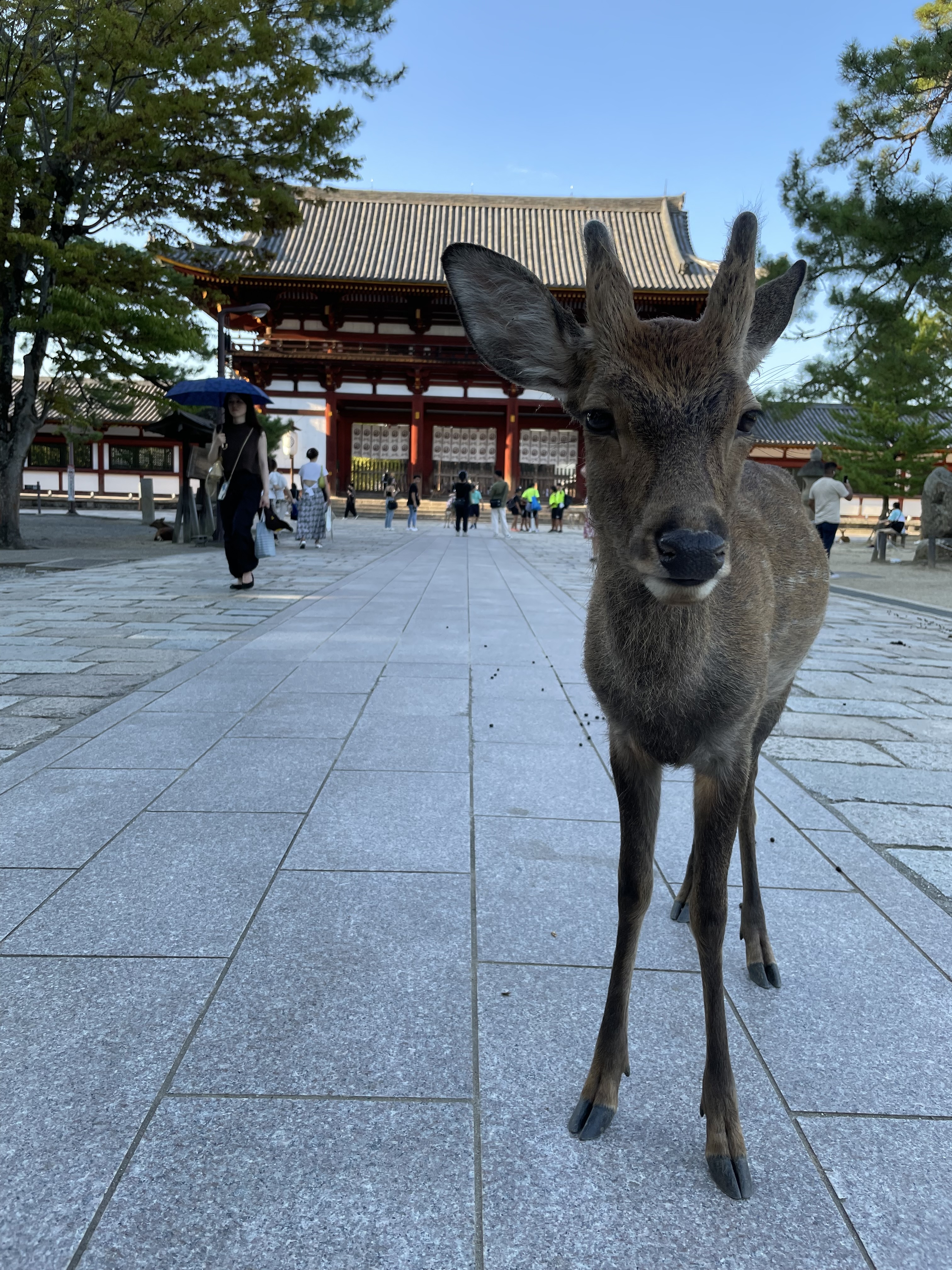 Deer and temple