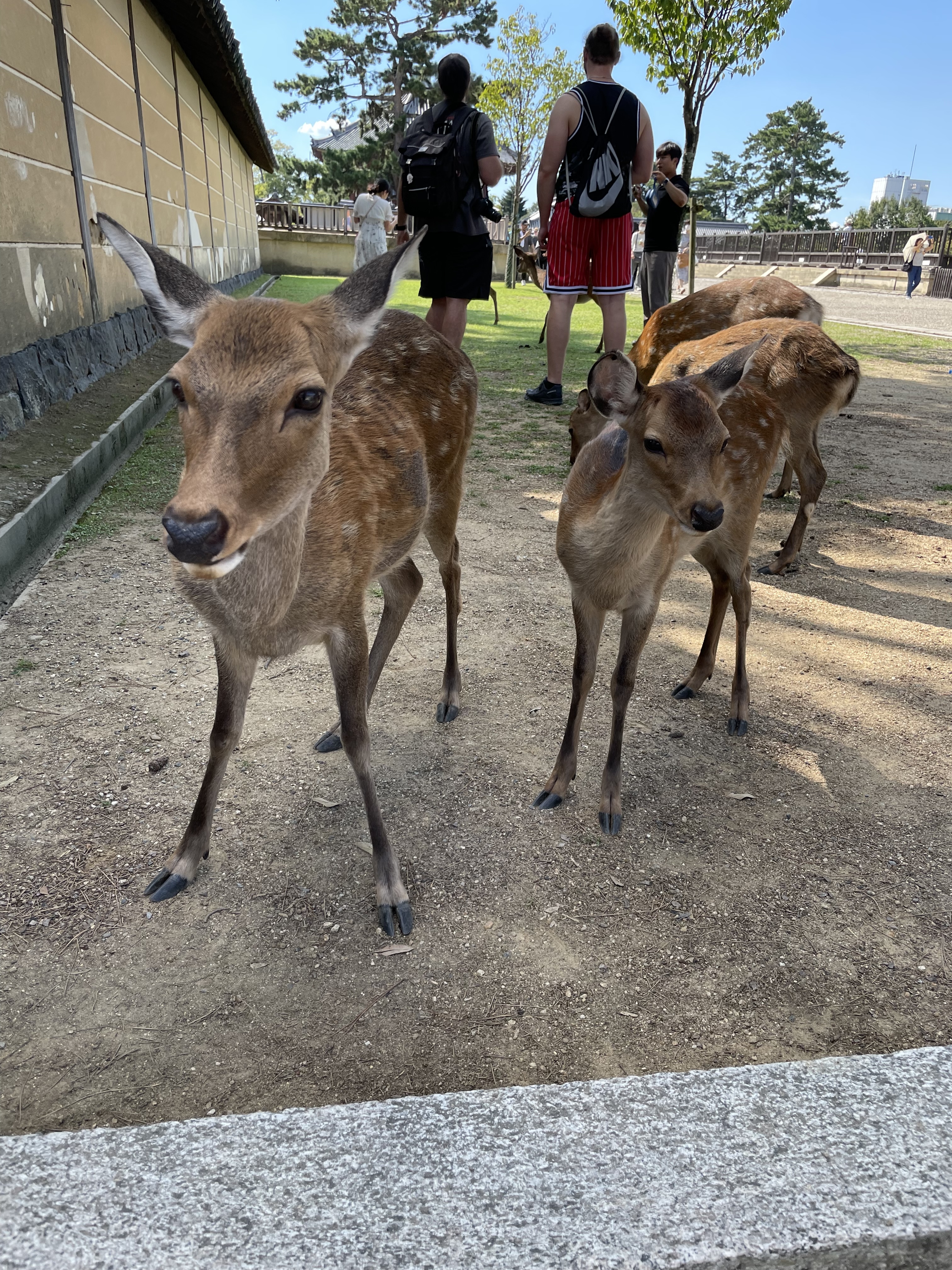 Nara deers